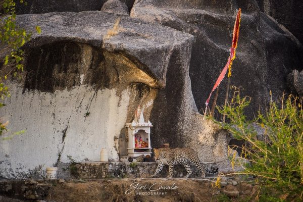 GIRI_CAVALE_LEOPARD_BERA_1024x682