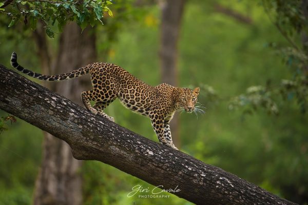 GIRI_CAVALE_LEP_Kabini_GKC6205_1024x683