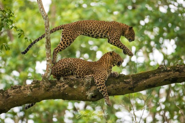 GIRI_LEPS_KABINI_GKC3739_1024x683